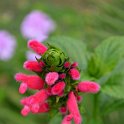 Salvia oxyphora (3)
